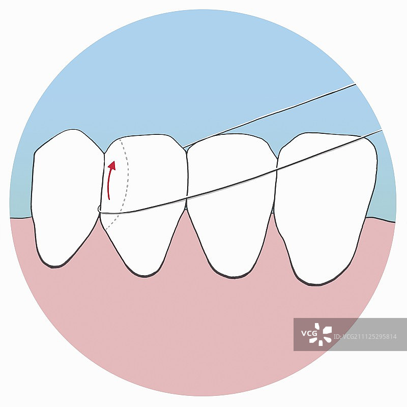如何使用牙线，第三步，用牙线底部形成一个半圆，沿着牙齿的左手边往上拉图片素材