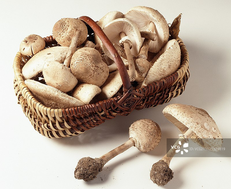 Coulenelle mushrooms图片素材