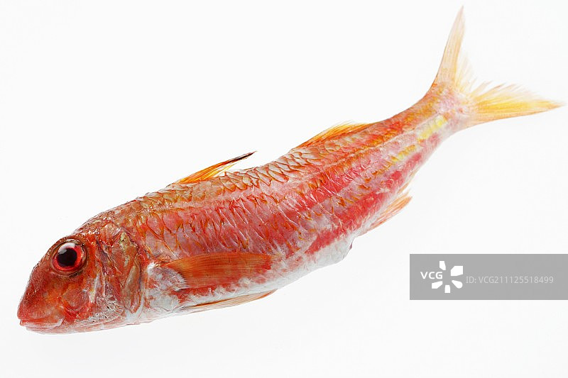 红鲻鱼图片素材