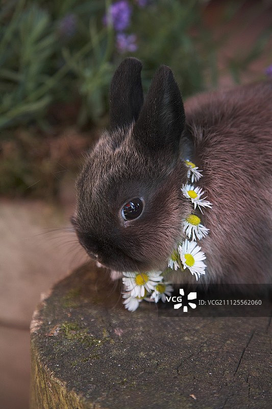 脖子上戴着雏菊花环的兔子图片素材