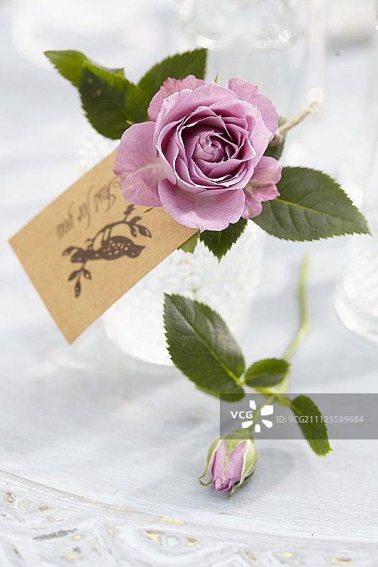 淡紫色的玫瑰图片素材