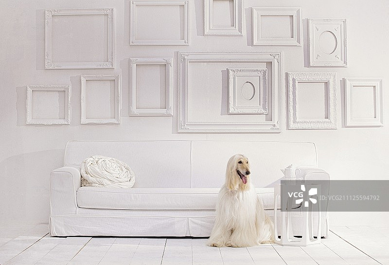 沙发上方白色的墙上挂着空空的相框，地板上坐着一只阿富汗猎犬图片素材