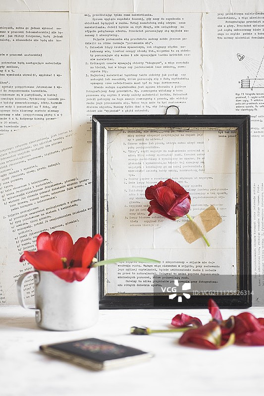 黑色画框里的红色郁金香贴着书页墙纸图片素材