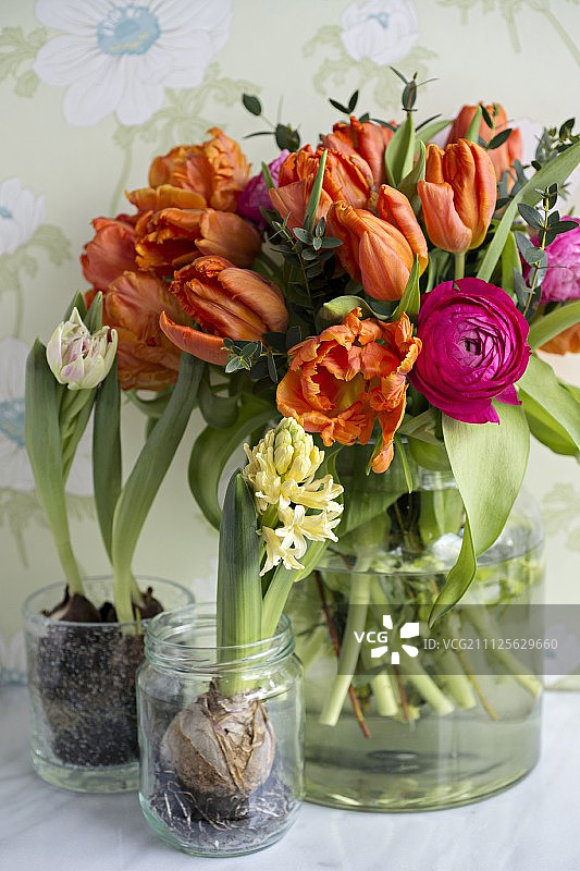 玻璃花瓶里的橙色郁金香和金凤花，玻璃花盆里的风信子和郁金香图片素材