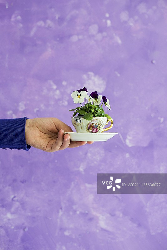 Viola栽在咖啡杯里，手里拿着图片素材