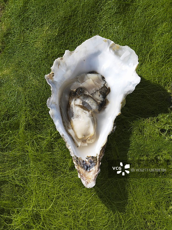 海藻上的牡蛎(从上面看)图片素材