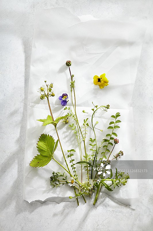 各种新鲜香草和鲜花的排列图片素材