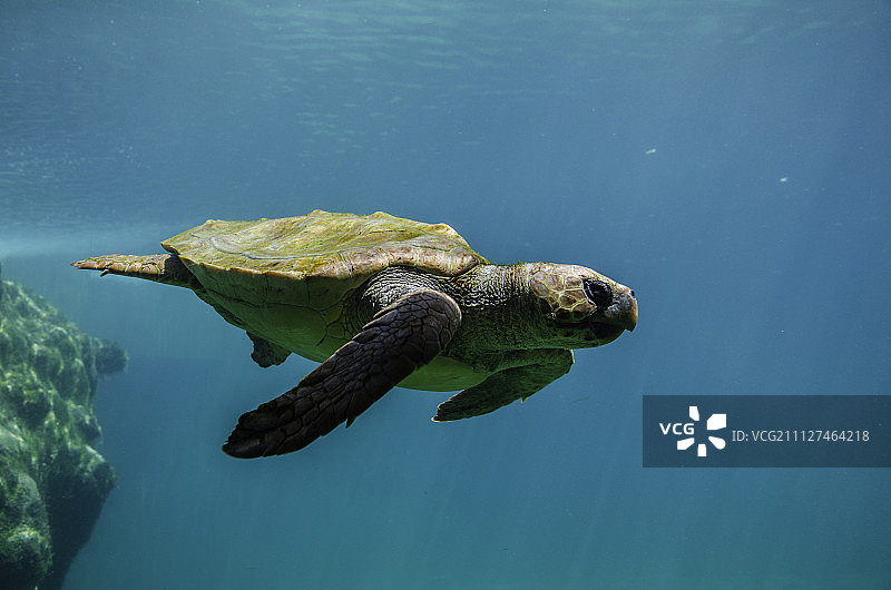 海龟在海里游泳的特写镜头图片素材