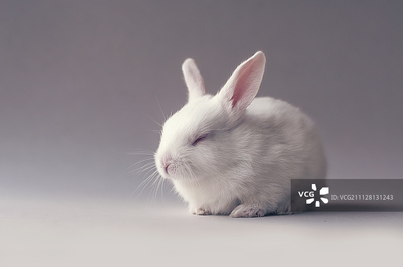 可爱的小白兔宝宝图片素材