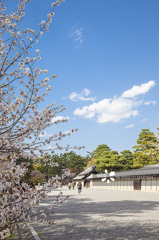 樱花,花,京都御所,日本图片素材