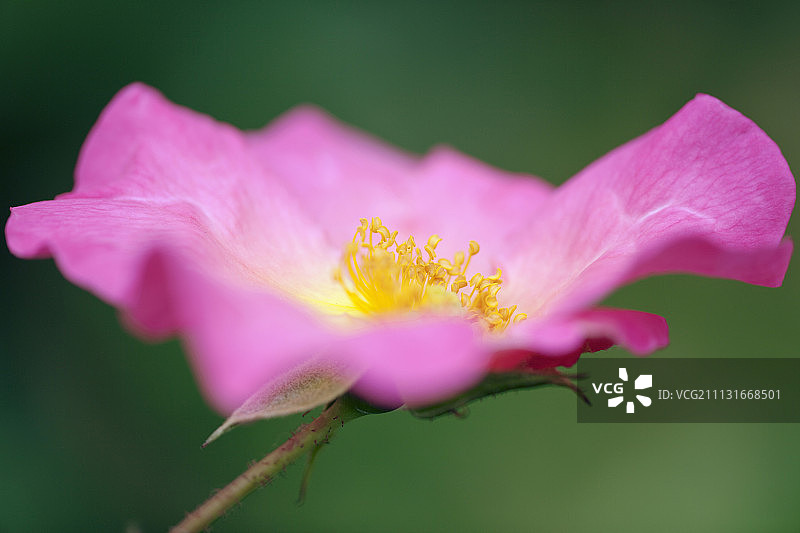 玫瑰，罗莎“夏天的微风”，关闭侧视图完全开放的粉红色花显示黄色雄蕊。图片素材