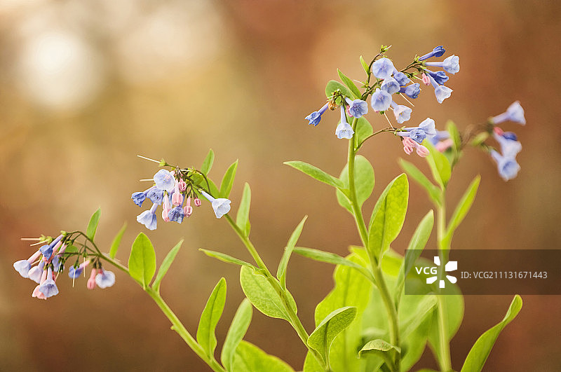 弗吉尼亚蓝铃花，弗吉尼亚Mertensia Virginia，茎分枝簇生，漏斗状的蓝色和紫色的花。图片素材