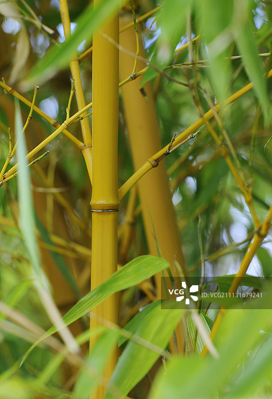 竹,Bambusa。图片素材