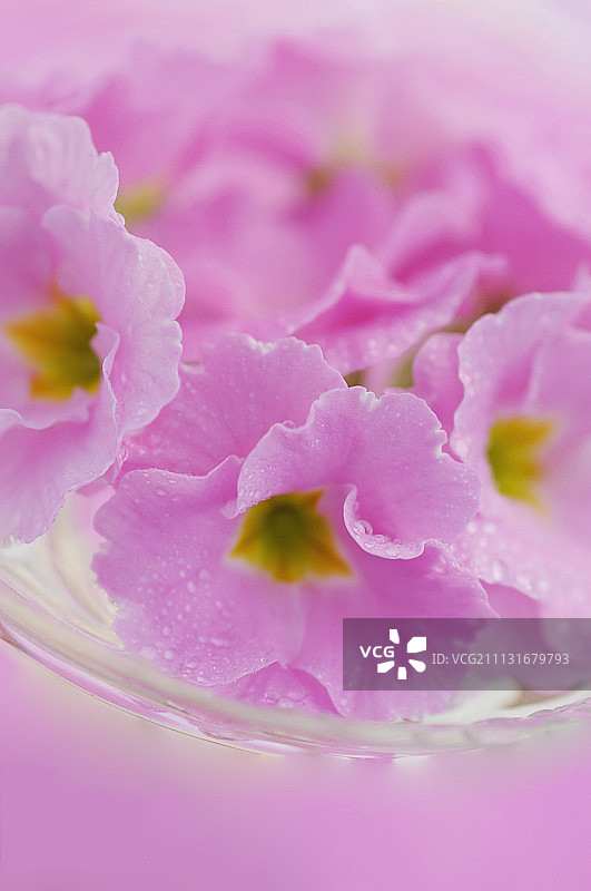 报春花,Primula。图片素材