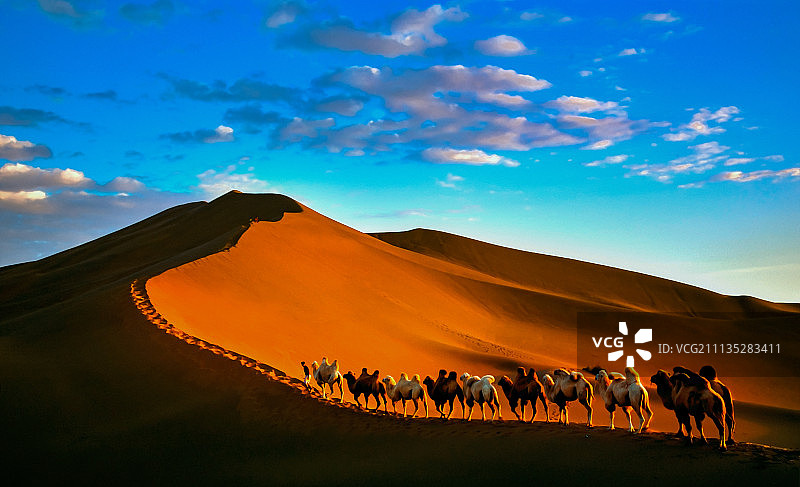 新疆沙漠驼队图片素材