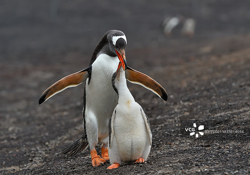 巴布亚企鹅和小企鹅图片素材