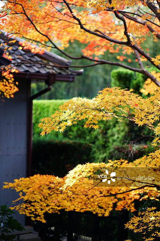 京都的秋色-201711图片素材