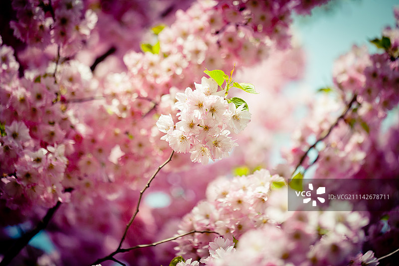 粉红色的樱花映衬着湛蓝的天空图片素材