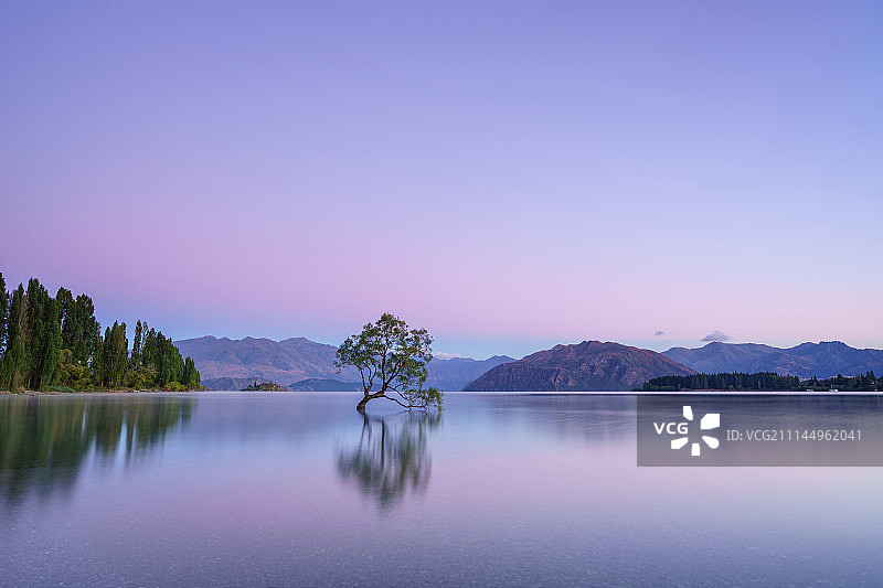 新西兰南岛瓦纳卡湖中孤树图片素材