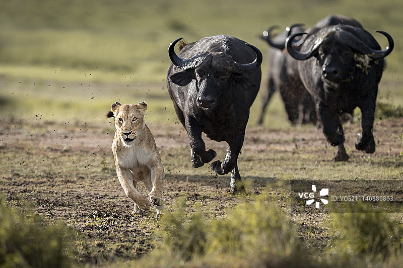 水牛追逐母狮图片素材
