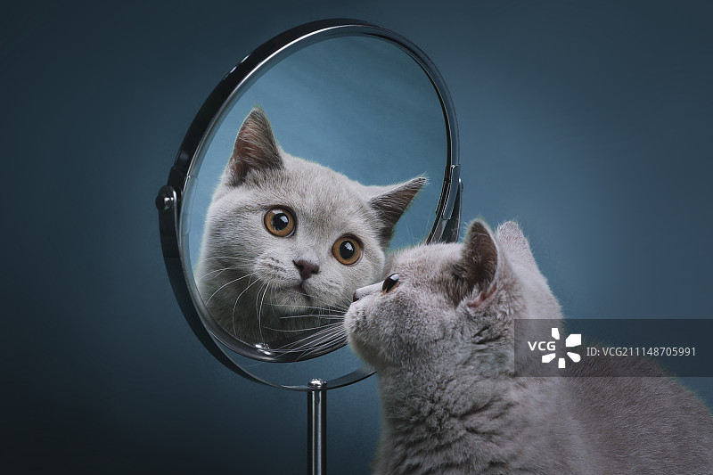 镜中猫图片素材