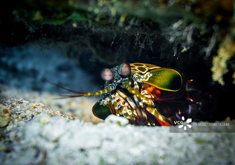 螳螂虾图片素材