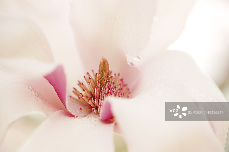 粉色浪漫春天-粉红玉兰花瓣与花蕊微拍图片素材
