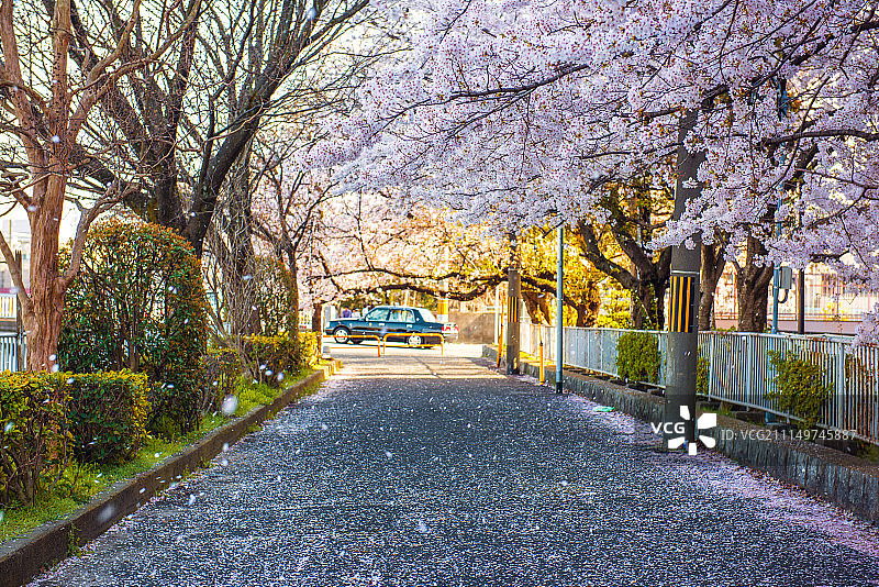 日本公园樱花图片素材