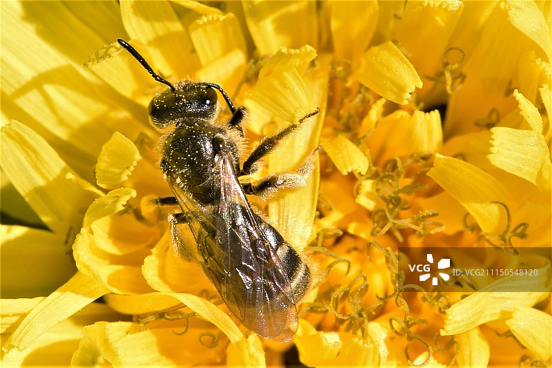 花粉洗澡图片素材