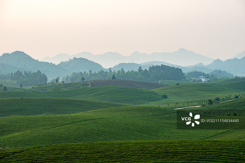 贵州茶园景观图片素材