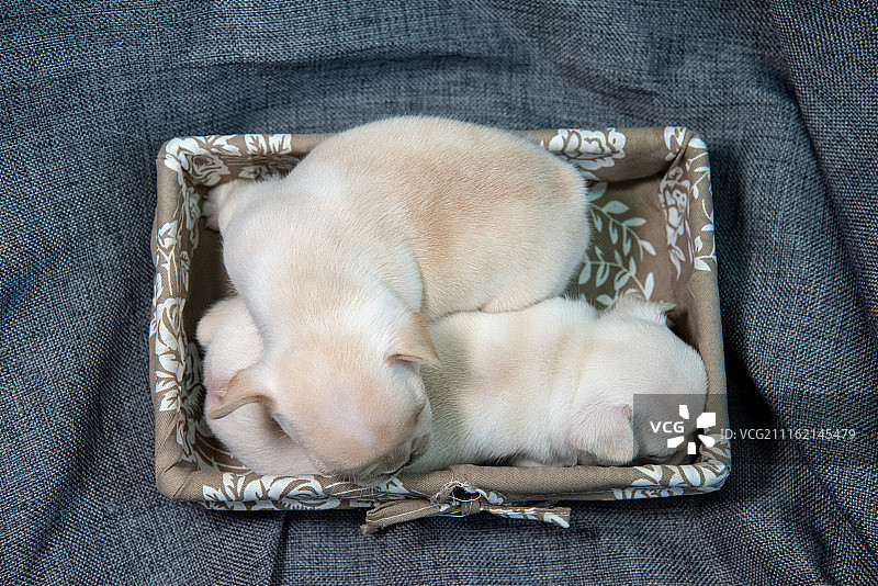 宠物小狗——法国斗牛犬幼犬图片素材