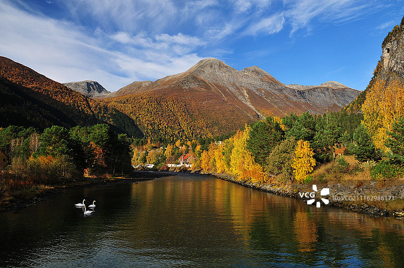 秋色山水中有三只天鹅图片素材