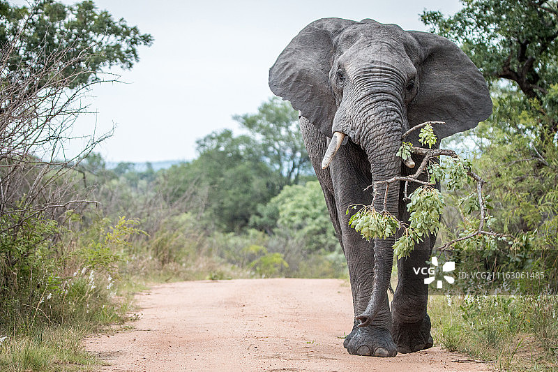 在克鲁格的路上，一只公象拖着一根树枝。图片素材