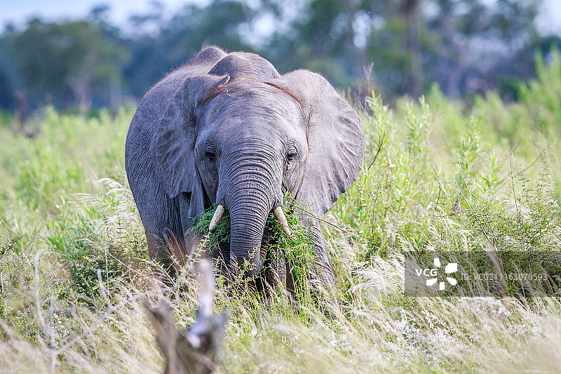 非洲丛林象以树叶为食的肖像图片素材