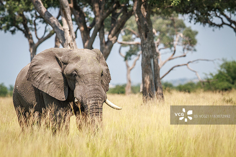干草中的大象肖像图片素材
