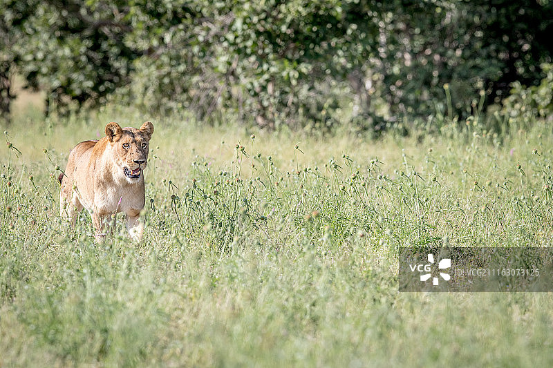 母狮在草原上祈祷图片素材