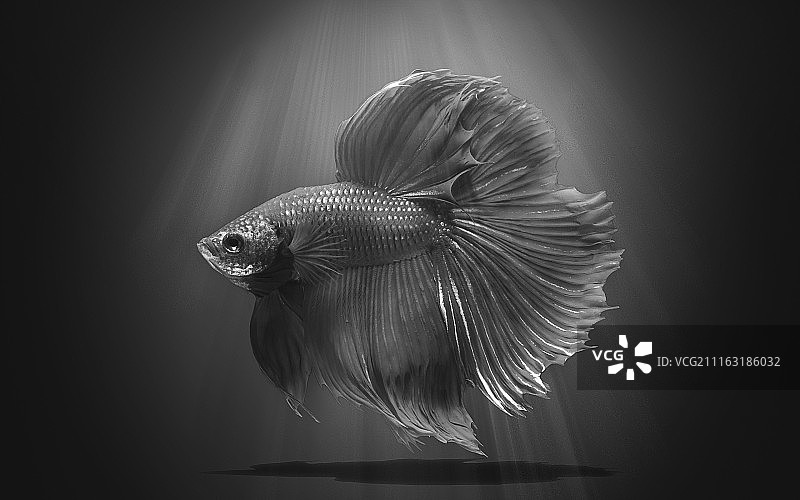 暹罗格斗鱼-美术图片素材