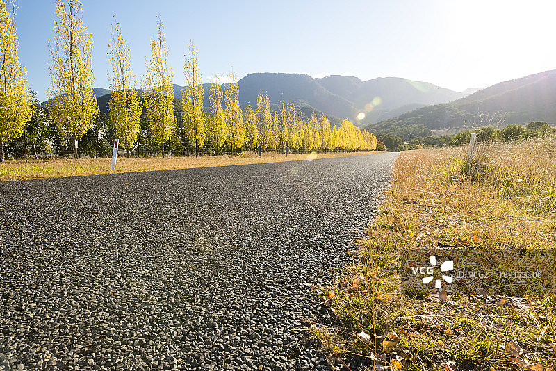 一排树旁边的柏油路，在秋天的时间图片素材