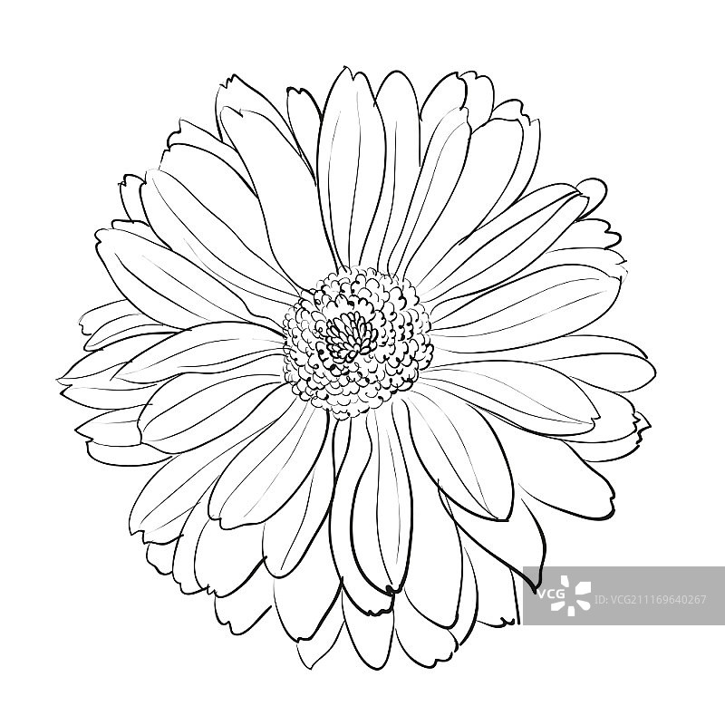白底上的菊花。矢量插图。图片素材