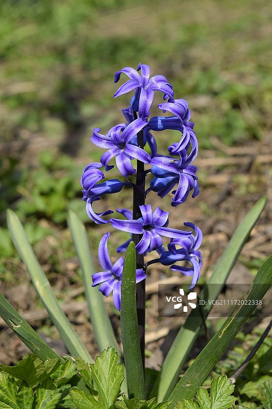 风信子在花园里盛开。风信子的花是蓝色的。图片素材
