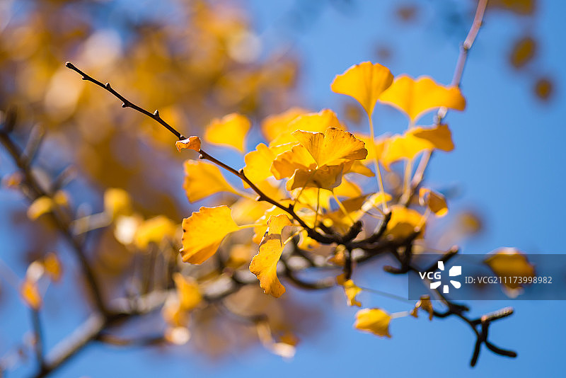 秋天金黄色的银杏叶图片素材