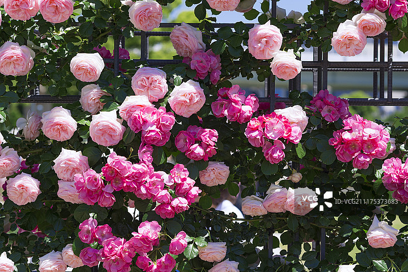 日本大阪中之岛公园的玫瑰园图片素材