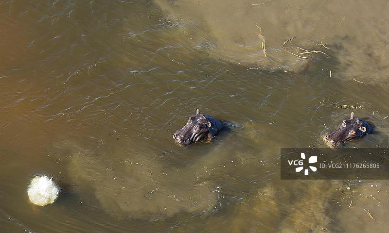 河马(两栖河马)在淡水沼泽，鸟瞰图，奥卡万戈三角洲，莫雷米保护区，博茨瓦纳，非洲图片素材