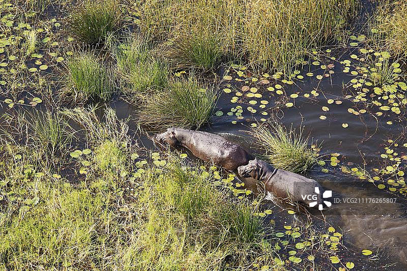 河马(两栖河马)，在淡水沼泽，鸟瞰图，奥卡万戈三角洲，莫雷米保护区，博茨瓦纳，非洲图片素材