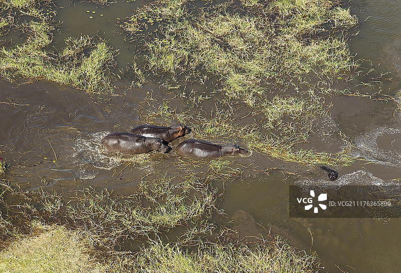 河马(两栖河马)，小型繁殖家族在淡水沼泽，鸟瞰图，奥卡万戈三角洲，莫雷米保护区，博茨瓦纳，非洲图片素材