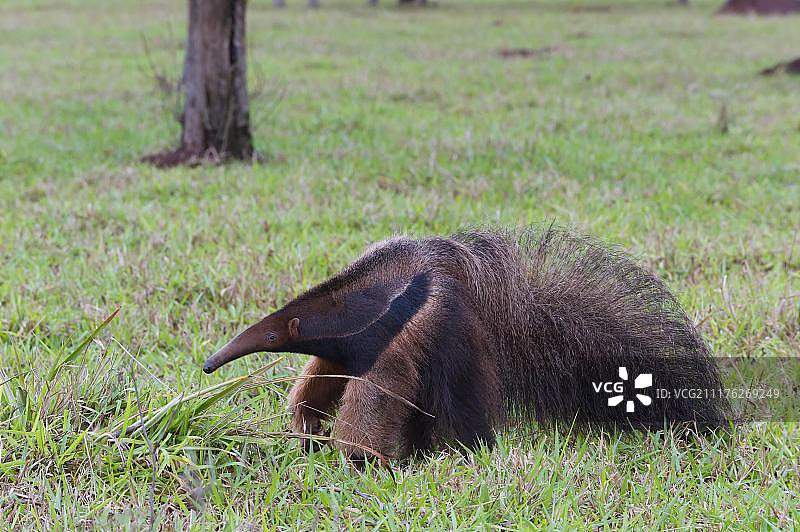 巨型食蚁兽(三趾食蚁兽属)，马托格罗索州，巴西，南美洲图片素材