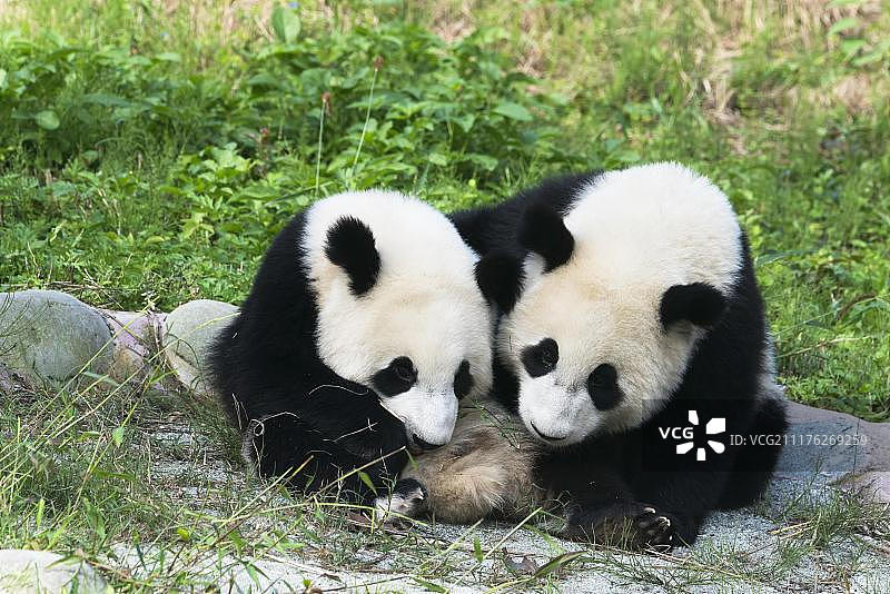两只大熊猫(Ailuropoda melanoleuca)，两年，中国保护大熊猫研究中心，成都，四川，中国，亚洲图片素材