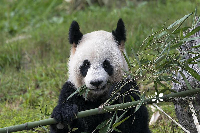 大熊猫(Ailuropoda melanoleuca)，成年，中国保护和大熊猫研究中心，成都，四川，中国，亚洲图片素材