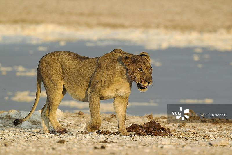 狮子(狮子)，年长的女性行走在水坑旁，黄昏的光，Etosha国家公园，纳米比亚，非洲图片素材