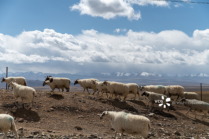 中国西北地区羊群图片素材